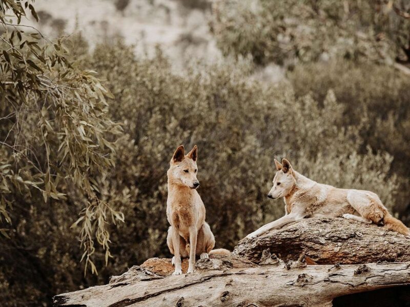 Alice Springs Desert Park